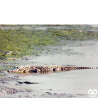 گونه کروکودیل پوزه کوتاه Mugger Crocodile